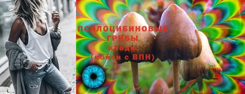 Псилоцибиновые грибы Cubensis  где можно купить   мега онион  Орск 